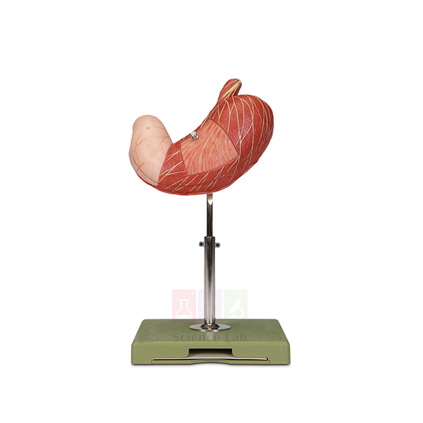 Human Stomach Model